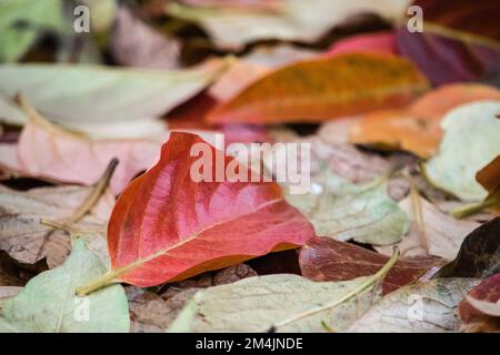 Arrière-plan avec des feuilles de persimmon rouges au premier plan. Présenter flou et avec des couleurs d'automne. Banque D'Images