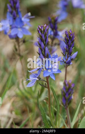 Gros plan naturel sur les fleurs bleu vif du rare prostrate speedwell, Veronica prostrata dans le champ Banque D'Images