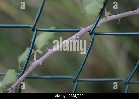 Ivy enveloppé de fil de jardin. Banque D'Images