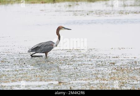 Le héron de Goliath (Ardea goliath) se fourrager dans un lac peu profond Banque D'Images