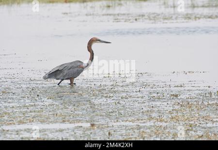 Le héron de Goliath (Ardea goliath) se fourrager dans un lac peu profond Banque D'Images