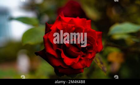 La photo présente une rose détaillée avec des pétales doux et délicats dans des tons de rose et de jaune. La rose semble fraîchement coupée et se tient Banque D'Images