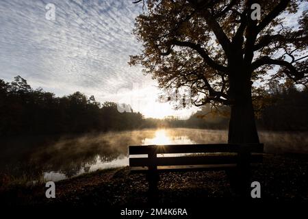 Banc de parc vide à côté d'un vieux chêne, face au lac Bärensee, Stuttgart. Ciel de lever du soleil, rayons du soleil, brouillard sur le lac, personne Banque D'Images