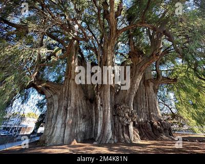 Oaxaca, États-Unis. 7th décembre 2022. L'arbre de Tule ou El Ãrbol del Tule est de Oaxaca, Mexique, est vu mercredi 7 décembre 2022. Le cyprès de Montezuma est célèbre pour être l'arbre le plus piquant du monde. (Image de crédit : © Mark Hertzberg/ZUMA Press Wire) Banque D'Images