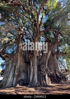 Oaxaca, États-Unis. 7th décembre 2022. L'arbre de Tule ou El Ãrbol del Tule est de Oaxaca, Mexique, est vu mercredi 7 décembre 2022. Le cyprès de Montezuma est célèbre pour être l'arbre le plus piquant du monde. (Image de crédit : © Mark Hertzberg/ZUMA Press Wire) Banque D'Images