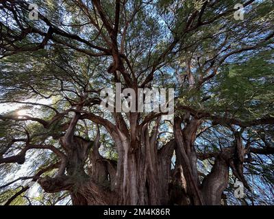 Oaxaca, États-Unis. 7th décembre 2022. L'arbre de Tule ou El Ãrbol del Tule est de Oaxaca, Mexique, est vu mercredi 7 décembre 2022. Le cyprès de Montezuma est célèbre pour être l'arbre le plus piquant du monde. (Image de crédit : © Mark Hertzberg/ZUMA Press Wire) Banque D'Images