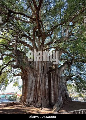 Oaxaca, États-Unis. 7th décembre 2022. L'arbre de Tule ou El Ãrbol del Tule est de Oaxaca, Mexique, est vu mercredi 7 décembre 2022. Le cyprès de Montezuma est célèbre pour être l'arbre le plus piquant du monde. (Image de crédit : © Mark Hertzberg/ZUMA Press Wire) Banque D'Images