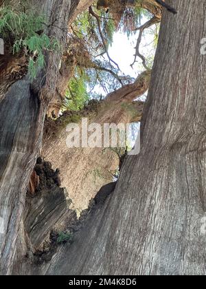 Oaxaca, États-Unis. 7th décembre 2022. L'arbre de Tule ou El Ãrbol del Tule est de Oaxaca, Mexique, est vu mercredi 7 décembre 2022. Le cyprès de Montezuma est célèbre pour être l'arbre le plus piquant du monde. (Image de crédit : © Mark Hertzberg/ZUMA Press Wire) Banque D'Images