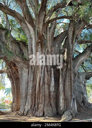 Oaxaca, États-Unis. 7th décembre 2022. L'arbre de Tule ou El Ãrbol del Tule est de Oaxaca, Mexique, est vu mercredi 7 décembre 2022. Le cyprès de Montezuma est célèbre pour être l'arbre le plus piquant du monde. (Image de crédit : © Mark Hertzberg/ZUMA Press Wire) Banque D'Images