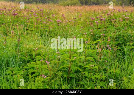 Colonie de mauvaises herbes Joe-pye dans une zone humide, Grand Sudbury, Ontario, Canada Banque D'Images