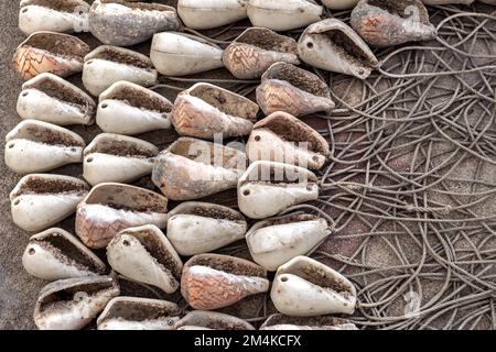 Les coquilles de conques sont laissées sécher au soleil avant de gratter toutes les barnacles. Ils sont utilisés comme appâts pour attraper des pieuvres ou des calmars. Banque D'Images