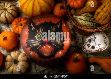 Boîte de chat avec Pumpkins et Skull encore la vie Banque D'Images