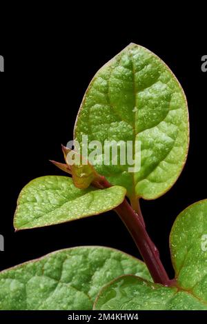 vue rapprochée macro du feuillage des épinards malabar ou ceylan isolé sur fond noir avec gouttes d'eau, basella alba Banque D'Images