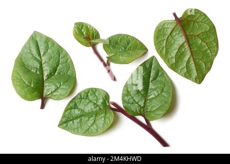 parties de plantes d'épinards malabar ou d'épinards ceylan isolées sur fond blanc, basella alba ou basella rubra connu sous le nom d'épinards de vigne, herbe médicinale Banque D'Images