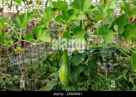 Une gourde de dinosaure pousse sur une clôture dans un potager du nord-est de l'Indiana. Banque D'Images