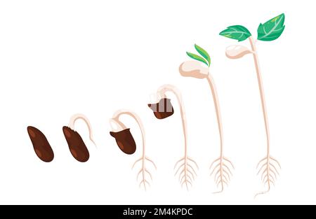 Gerbes gerbes les graines de germinations étapes de la vie de la plante pour déplier les feuilles stades de croissance Illustration de Vecteur