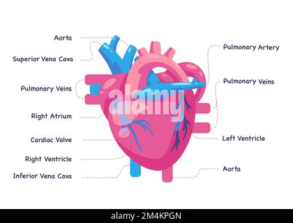 Cisrculation de sang de coeur illustration d'organe cardio-vasculaire dessin graphique de l'anatomie médicale Illustration de Vecteur