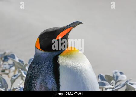 Grand pingouin adulte sur la plage de l'île de Saunders. Géorgie du Sud, Antarctique. Banque D'Images