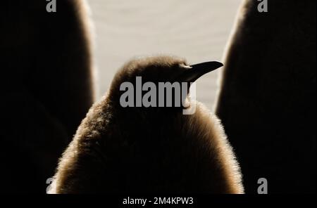 Trois très grands pingouins qui se trouvent sur une plage de l'île de Saunders. Géorgie du Sud, Antarctique. Banque D'Images