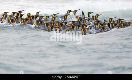 Un groupe de pingouins roi nageant dans les eaux glacées de la baie de St Andrews. Géorgie du Sud, Antarctique. Banque D'Images