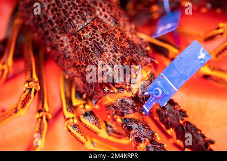 Pêche au homard de la côte est en Australie. Écrevisse sur un bateau pris dans des pots de homard en asie Banque D'Images