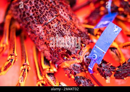 Capture de homard vivant en Amérique. Pêche à l'écrevisse en Tasmanie Australie. prêt pour la nouvelle année chinoise en chine Banque D'Images