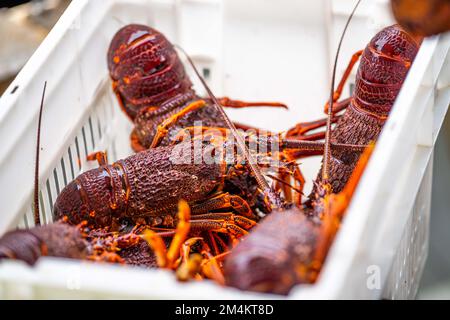 Pêche au homard de la côte est en Australie. Écrevisse sur un bateau pris dans des pots de homard en asie Banque D'Images