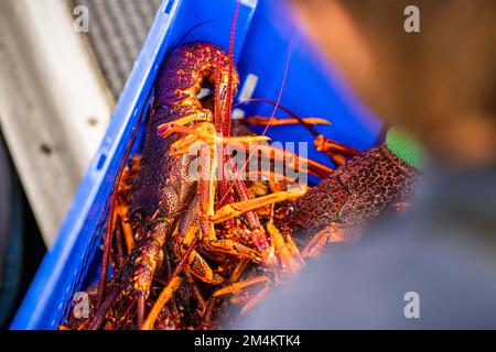 Capture de homard vivant en Amérique. Pêche à l'écrevisse en Tasmanie Australie. prêt pour la nouvelle année chinoise en chine Banque D'Images