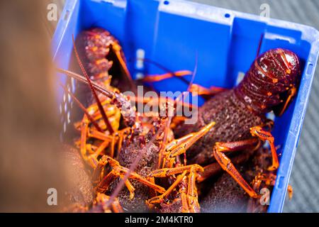 Capture de homard vivant en Amérique. Pêche à l'écrevisse en Tasmanie Australie. prêt pour la nouvelle année chinoise en chine Banque D'Images