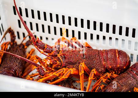 Capture de homard vivant en Amérique. Pêche à l'écrevisse en Tasmanie Australie. prêt pour la nouvelle année chinoise en chine Banque D'Images