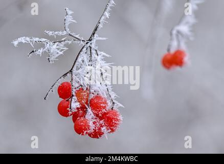 Treplin, Allemagne. 18th décembre 2022. Recouvert de givre, le boule de neige commune (Viburnum opulus), également appelé boule de neige commune ou boule de neige aquatique, porte des baies rouges en hiver et des fleurs blanches au printemps. Credit: Patrick Pleul/dpa/Alay Live News Banque D'Images