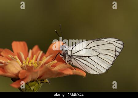 Photo macro d'un papillon blanc à motif noir perché sur une fleur de zinnia Banque D'Images