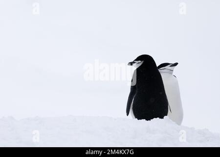 Deux pingouins en train de couronner au début du printemps. Antarctique. Banque D'Images