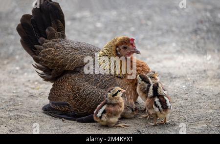 Gros plan de mère haute en couleur poule s'assit avec 4 très jeunes poussins à cheveu devant Banque D'Images