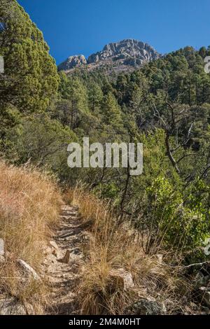 Mont Wrightson, vue depuis Super Trail, sur le canyon de Madera, les montagnes de Santa Rita, la forêt nationale de Coronado, Arizona, ÉTATS-UNIS Banque D'Images