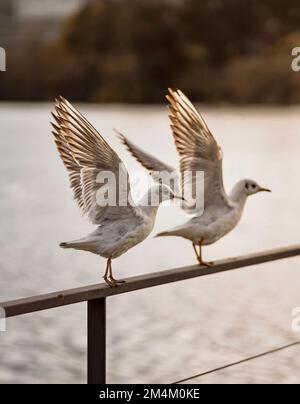 Un cliché vertical de deux mouettes se préparant à voler loin d'une clôture en métal avec la mer en arrière-plan Banque D'Images