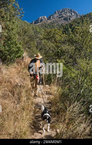 Mont Wrightson, randonneur, chien sur Super Trail, au-dessus de Madera Canyon, Santa Rita Mountains, Coronado National Forest, Arizona, ÉTATS-UNIS Banque D'Images