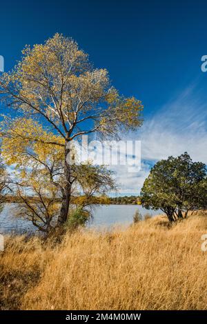 Arbre de Cottonwood dans le feuillage d'automne au lac Parker Canyon, terrain de camping Lakeview, montagnes Huachuca, forêt nationale de Coronado, Arizona, ÉTATS-UNIS Banque D'Images