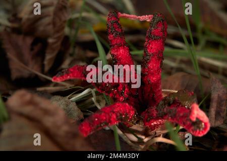 Beau champignon nommé poulpe stinkhorn ou doigts du diable (clathrus archeri) sur le sol de la forêt. Banque D'Images