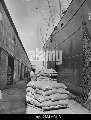 Expéditions d'arachides - arachides expédiées en France dans le cadre du plan Marshall. Photographies des programmes du Plan Marshall, des pièces justificatives et du personnel Banque D'Images