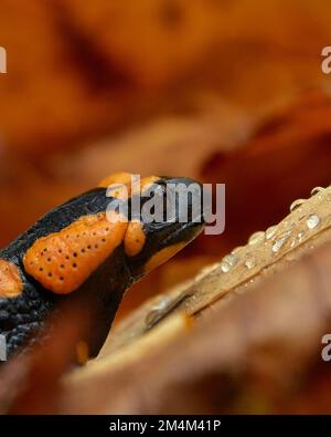Salmamandre de feu (Salamandra salamandra) assise sur une feuille sur le sol de la forêt qui est mouillée avec des gouttes d'eau Banque D'Images