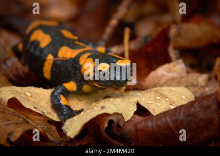 Salmamandre de feu (Salamandra salamandra) assise sur une feuille sur le sol de la forêt qui est mouillée avec des gouttes d'eau Banque D'Images