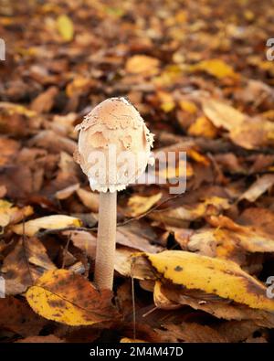 Un jeune champignon parasol comestible (Macrolepiota procera) au milieu des feuilles. Banque D'Images