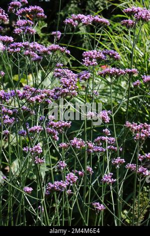 Purpetop Verbain (Verbena bonariensis) dans le jardin. Banque D'Images