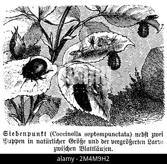 Coccinella septempunctata, anonym (Biologie book, 1880), Siebenpunkt-Marienkäfer, 7-spots, Coccinelle Banque D'Images