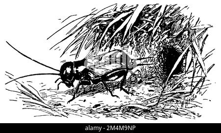 Terrain de cricket en face de sa grotte, Gryllus campestris, W[alter] Heubach (livre de zoologie, 1928), Feldgrill vor ihrer Höhle, chamllon devant sa grotte Banque D'Images