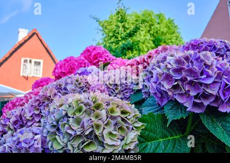 Hortensias fleuris dans une cour avant à Gudhjem, île de Bornholm, Danemark. Banque D'Images