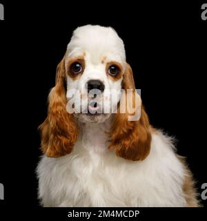 Drôle de portrait de chien de Cocker américain surprise regardant l'appareil photo isolé sur fond noir Banque D'Images