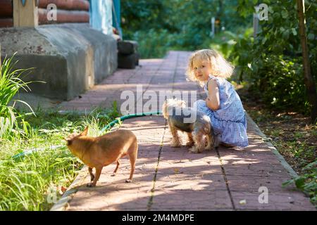 Une jeune fille aux cheveux bouclés marche dans le jardin avec deux petits chiens pendant une soirée ensoleillée d'été. Toy Terrier et Yorkshire Terrier. Animaux de compagnie. Banque D'Images