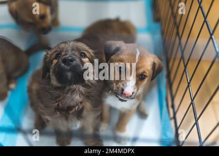 Secouru de petits chiots dans une maison d'accueil d'un volontaire. Photo de haute qualité Banque D'Images